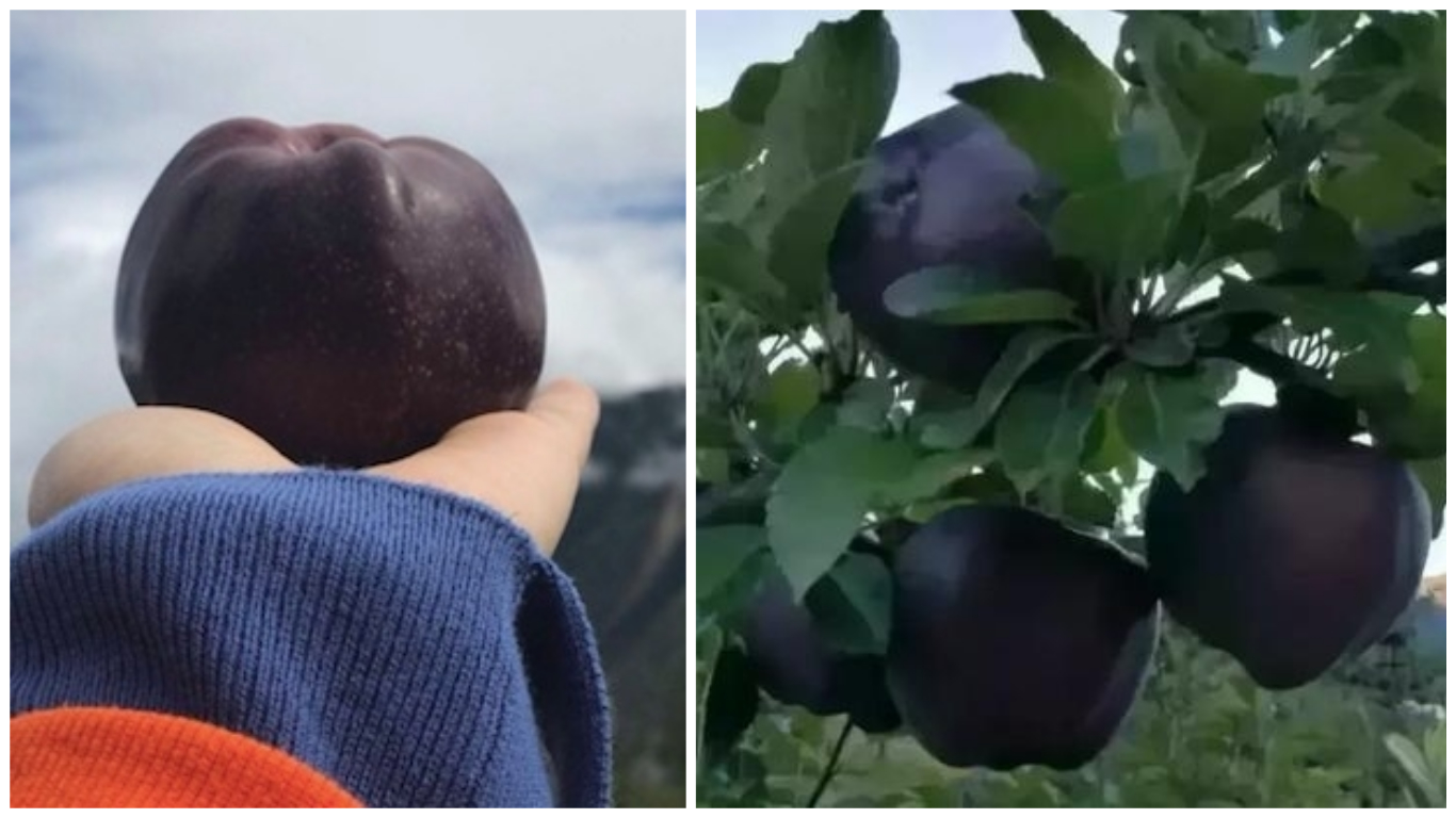 Черные яблоки из Тибета