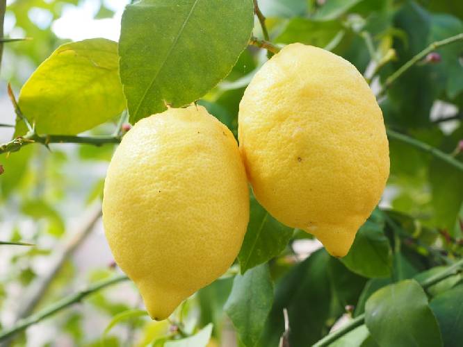 Как правильно худеть на лимонной диете