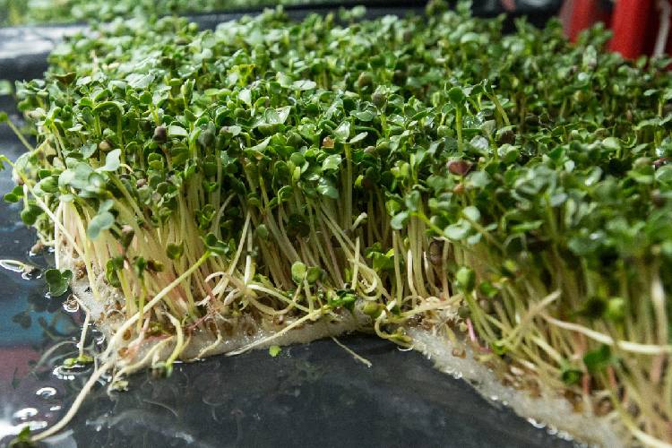 Как правильно проращивать микрозелень