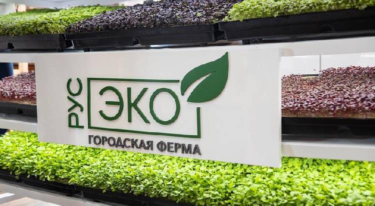 В Москве появилась сити-ферма, на которой выращивают редкую зелень