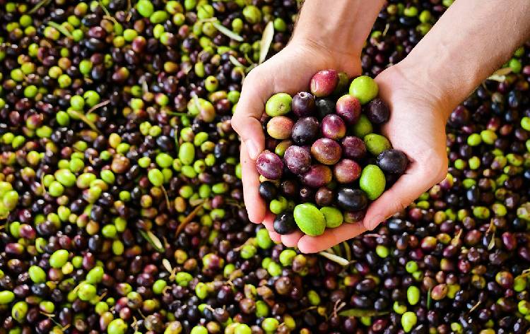 В чем заключается разница между оливками и маслинами?