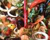 Морские гады с овощами и фруктами - рецепт с фото, рецепт приготовления в домашних условиях