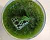 Зеленый смузи со шпинатом и киви - рецепт с фото, рецепт приготовления в домашних условиях