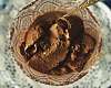Итаьянское шоколадное мороженое (Gelato) - рецепт с фото, рецепт приготовления в домашних условиях