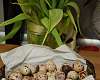 Яичница с перепелиными яйцами, шпинатом и помидорами черри - рецепт с фото, рецепт приготовления в домашних условиях